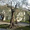 Borgo Verde-Uliveto - map