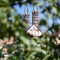 Hotel Franziskaner - map