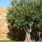 Ikos Olivia - All Inclusive - map
