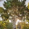 Banyan Tree Sanctuary - map