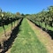 Turners Vineyard - map