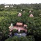 Manglex Eco Hotel Tulum - map