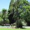 The Pecan Tree - map