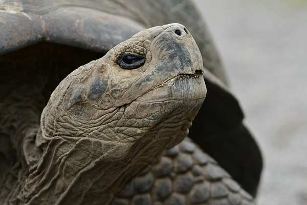 Tortuga