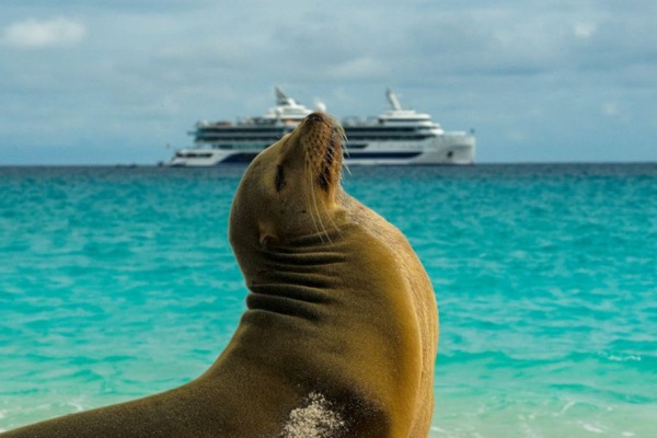Galapagos Sea Lion