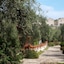 Poggio Degli Ulivi
