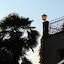 Ascovilla