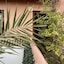 Riad Elias
