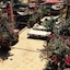 Riad Jona
