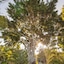 Banyan Tree Sanctuary