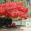 Porepunkah Pines Holiday Park
