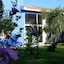 Jacaranda