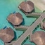 Palafitos Overwater Bungalows At El Dorado Maroma By Karisma - Adults Only
