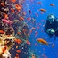 Gran barrera de coral
