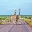 Parque Nacional Kruger