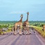Parque Nacional Kruger