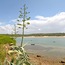 Playa das Furnas
