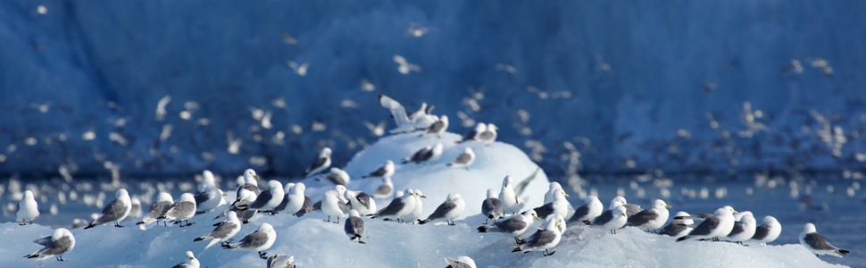 Itinerario del Crucero LE BOREAL desde Longyearbyen, Spitsbergen - Ponant