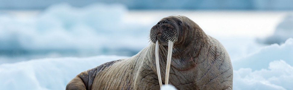 Itinerario del Crucero LE BOREAL desde Longyearbyen, Spitsbergen - Ponant