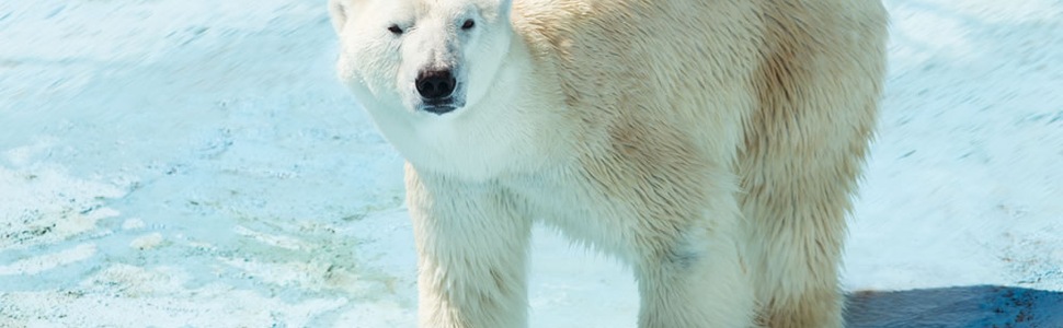 Itinerario del Crucero Desde Kangerlussuaq (Groenlandia) a Nuuk (Groenlandia) - Ponant