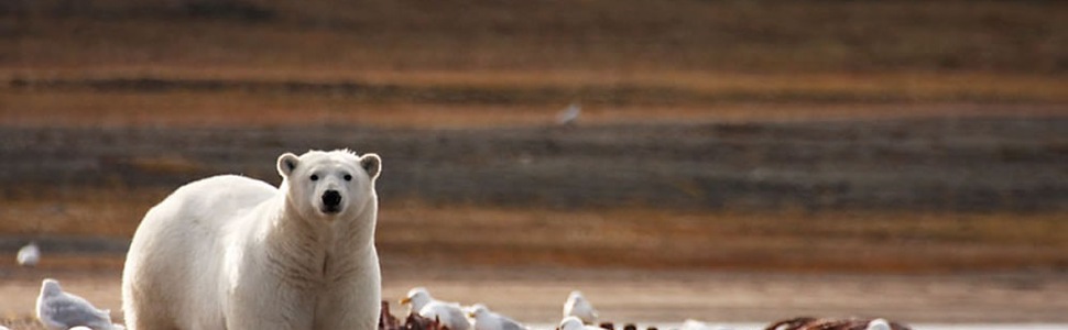 Itinerario del Crucero Desde Kangerlussuaq, Groenlandia a Nome (Alaska, USA) - Ponant